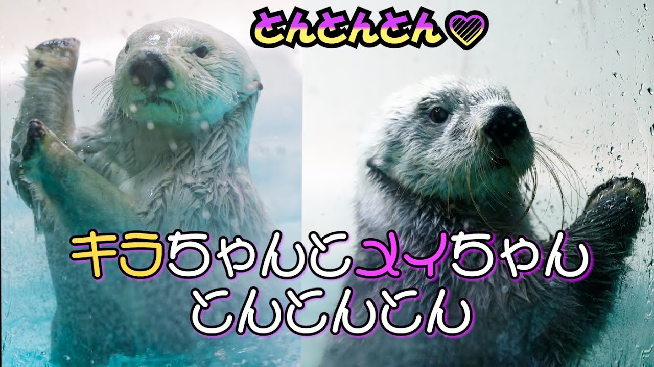 【鳥羽水族館】キラちゃんとメイちゃんとんとんとん【ラッコ】【Seaotter】