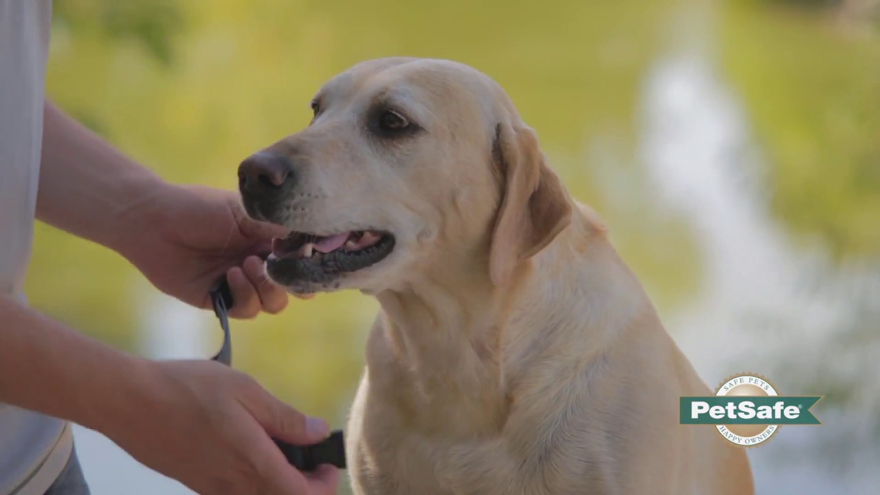 How to Properly Fit a Remote Training Dog Collar