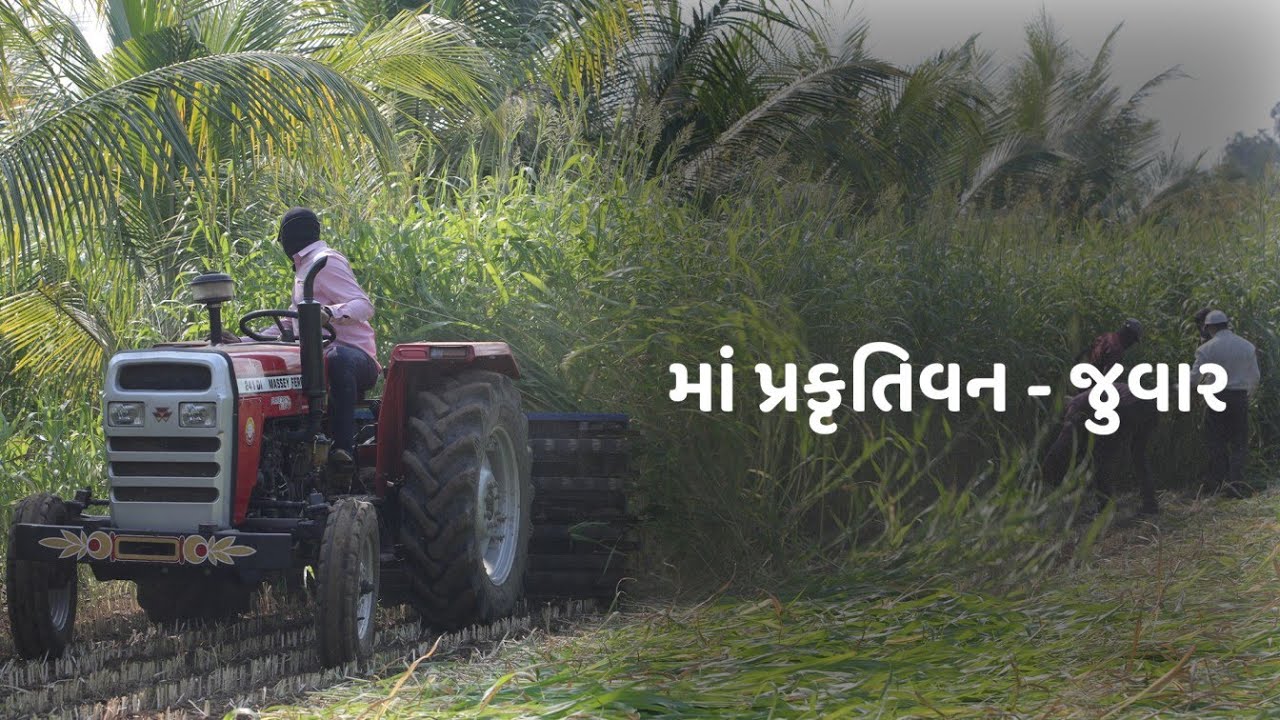વૈકુંઠધામ (ગૌશાળા) ગૌમાતા ના ઘાસચારા અર્થે પ્રકૃતિ વનમા જુવારનું ઉત્પાદન | JUVAR CUTTING | MVTYDHAM