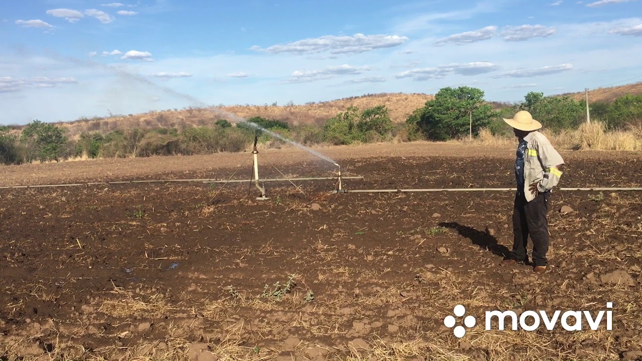 Irrigação com mini canhão Asperjato 1001 no campo de feno de Tifton 85