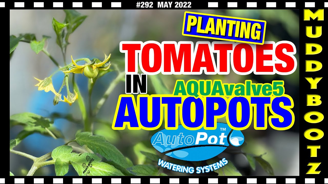 🌻292 🌻 ПОСАДКА ПОМИДОРОВ 🌻 АВТОПОТЫ 🌻 AQUAVALVE5