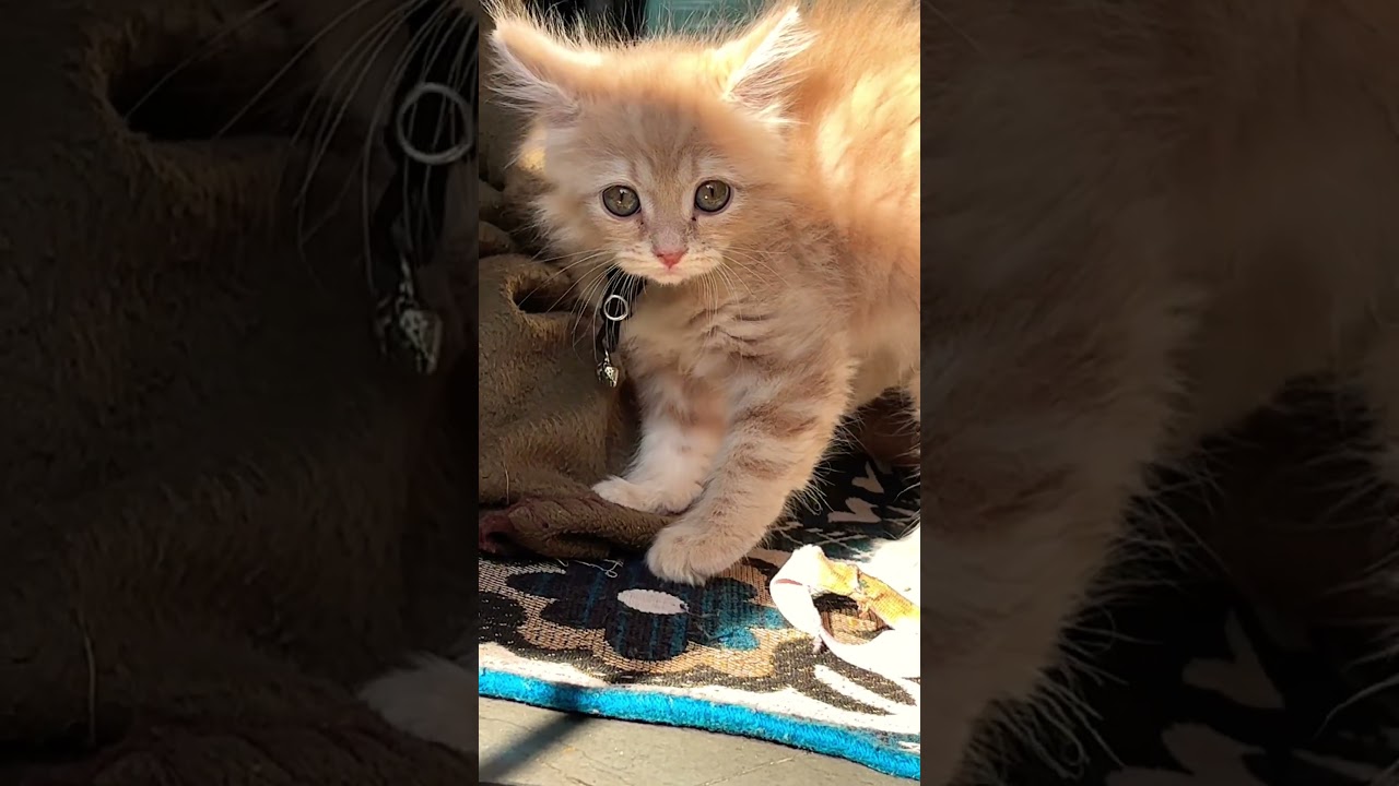Cat Watching 