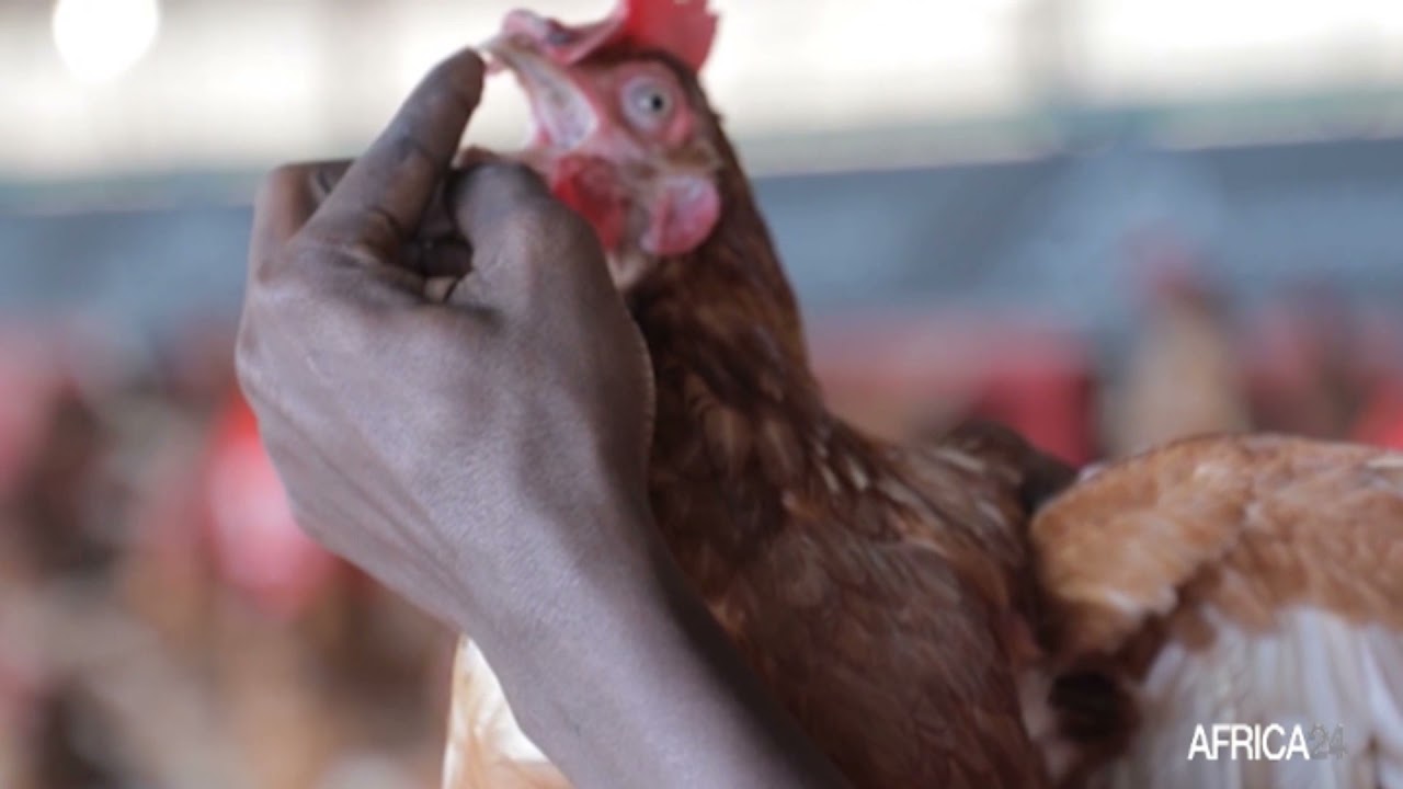 Rwanda : le défi de la production avicole