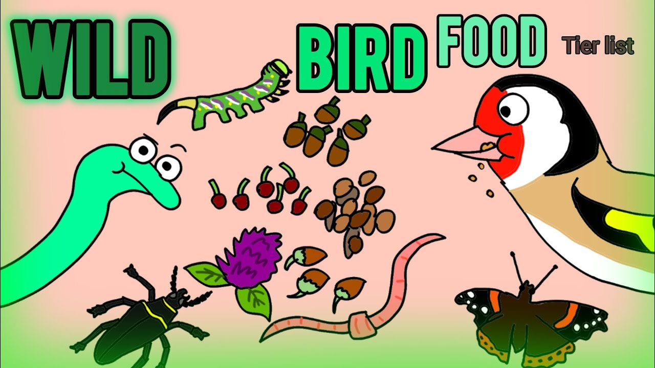 Wild Bird Food