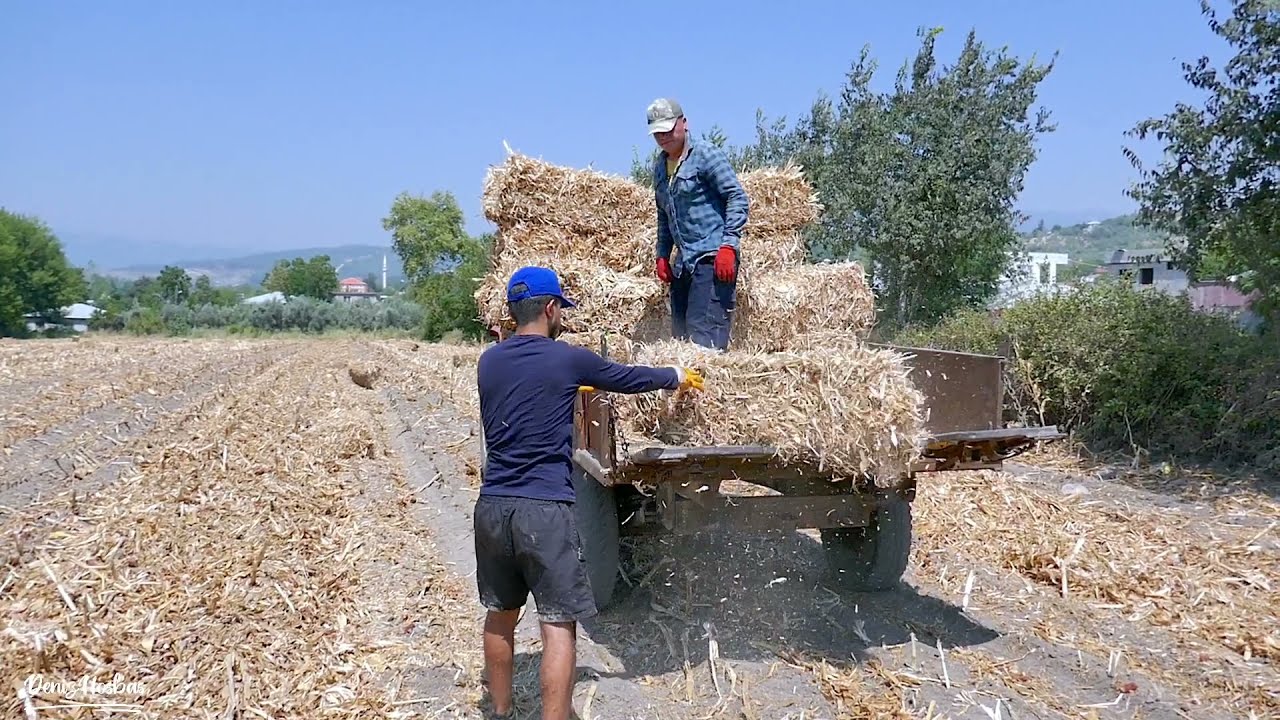 45 Derece Sıcakta Elle Balya Yükleme Yapıyorlar !