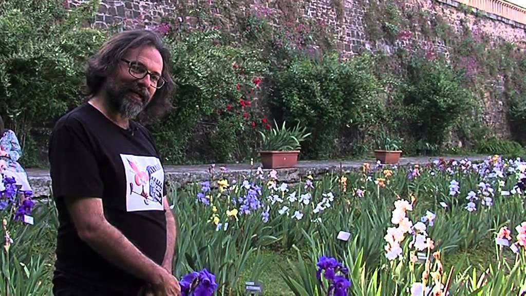 IRIS O GIAGGIOLO?