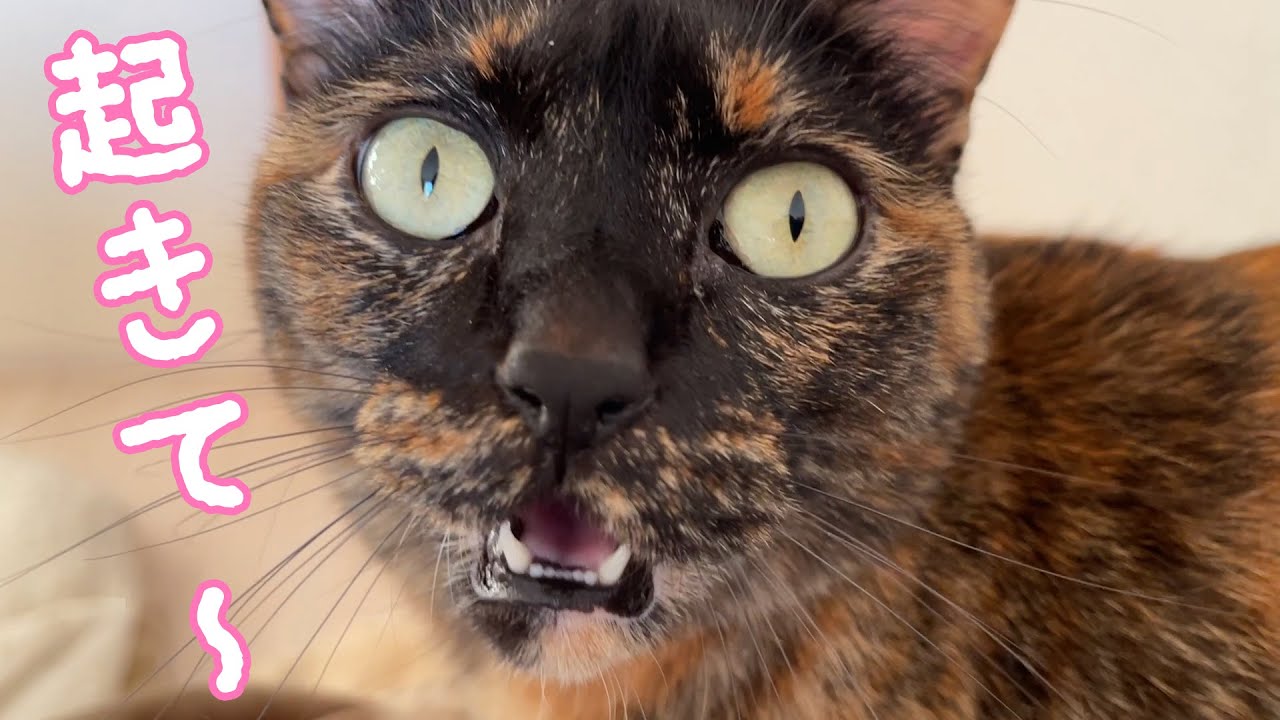 朝はママを起こしてくれるサビ猫モモちゃん