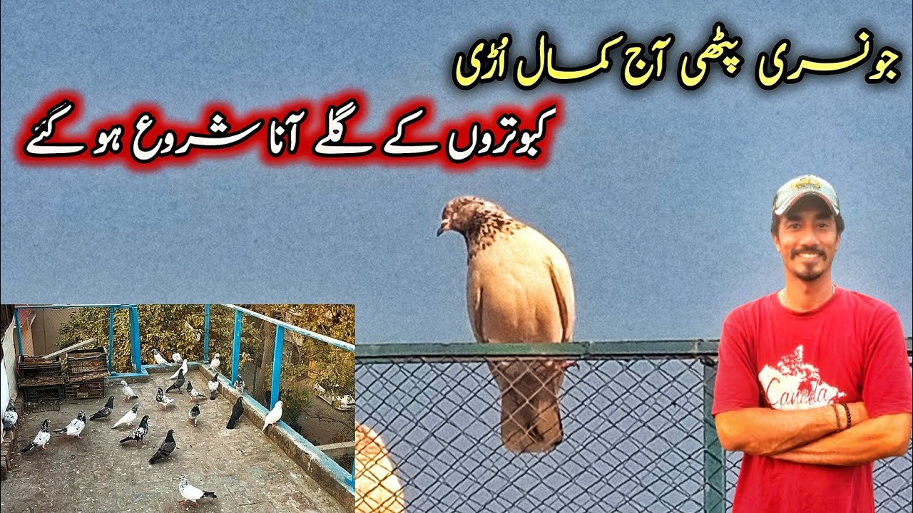 Jonsri Pathi aj kamal Uri || #highflyingpigeonclub #pigeon #kabootar #kabutar #kabootarbazi #kabuter