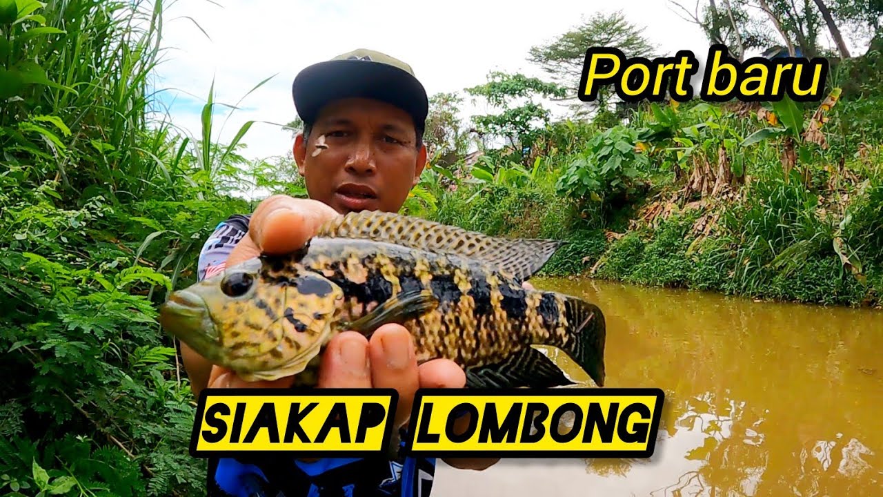 Mencari Tilapia Tapak Tangan #gengdunia