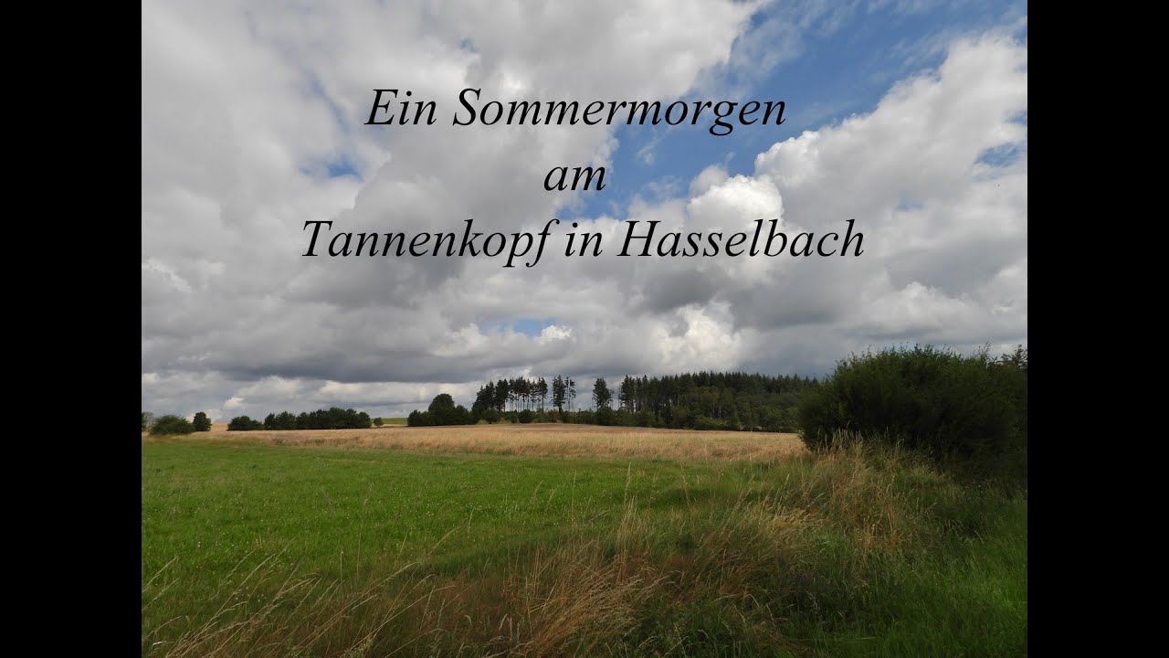 Ein Sommermorgen am Tannenkopf in Hasselbach