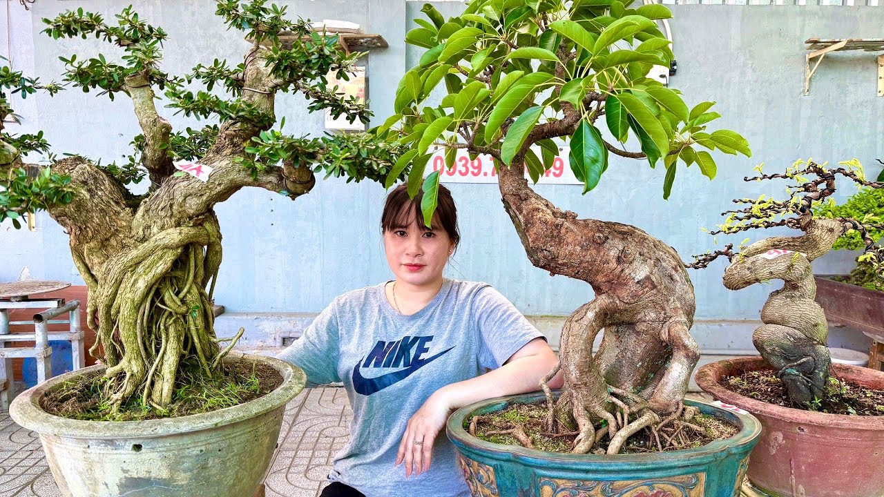 Bán Cây Kiểng 4/11 bonsai đa dạng - Sam Túc Ổi Khế Me Nguyệt Mai Si Thăng và Vú Sữa | Thúy An