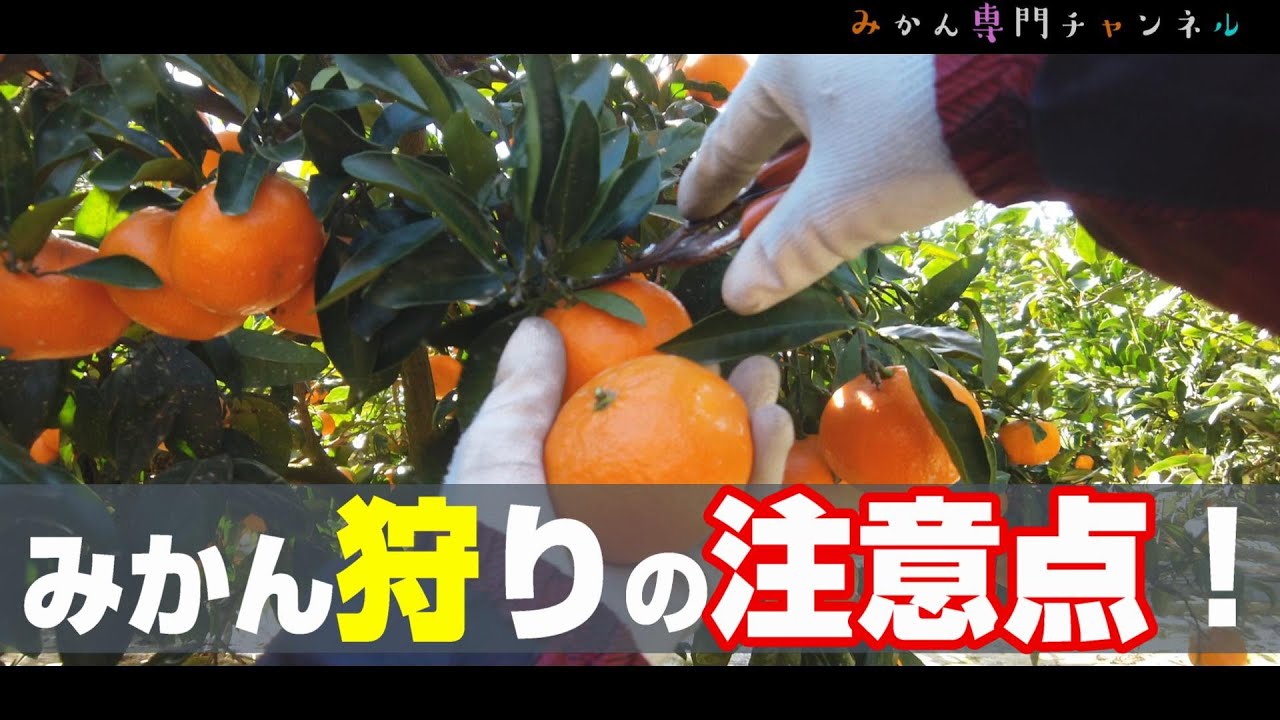 【10月中旬～】みかん狩り・みかんの収穫方法／初めての方へ