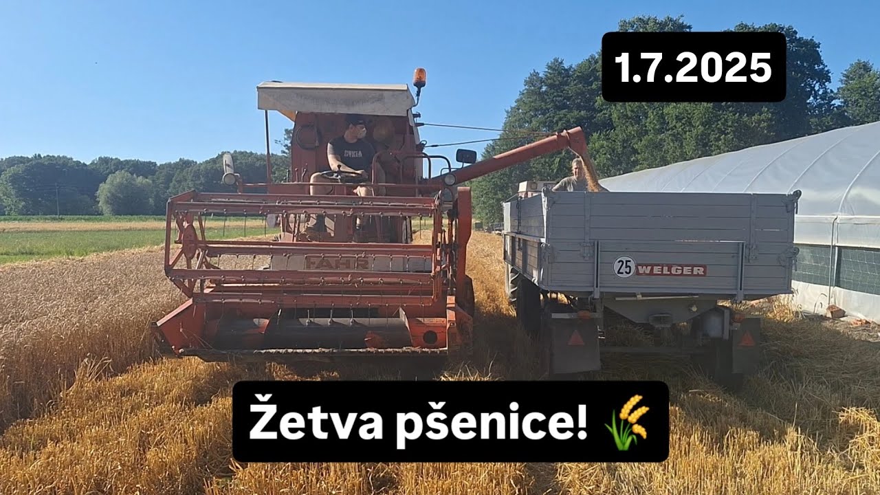 Žetva pšenice 2025 ( Fahr M66 i IMT 549 )