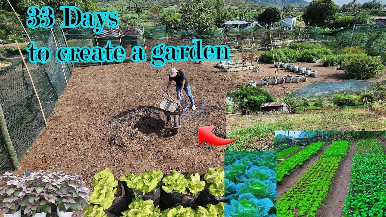 How to Create a Home Garden for Beginners