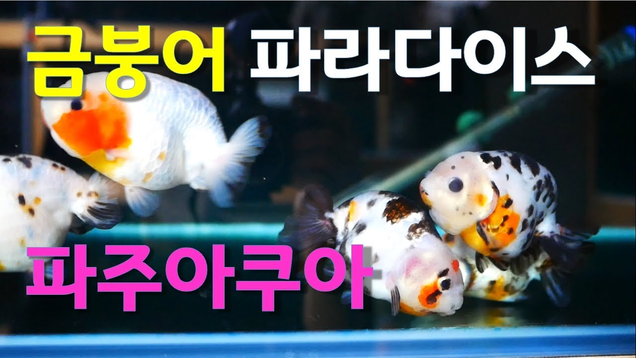 금붕어 성지 파주아쿠아 방문 [10분 순삭ㅎㅎ] . 고급 금어 물멍 친절한 수족관.