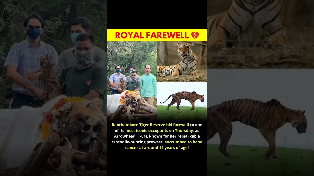 Farewell, Tigress Arrowhead 🐅💔Ranthambore loses a true queen #ArrowheadT84 #TigerQueen #RIPLegend