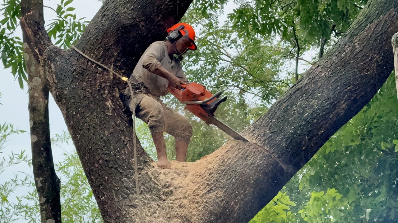 Slippery & Dangerous! Cutting down a big tree in the rain!