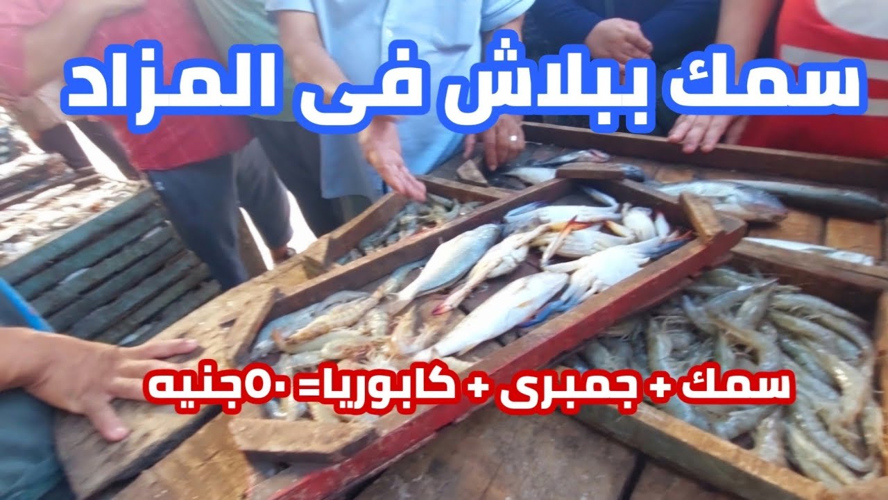 ما تحطرش فى الفلوس| واشترى سمك وجمبرى وكابوريا ببلاش| مزادات المعديه