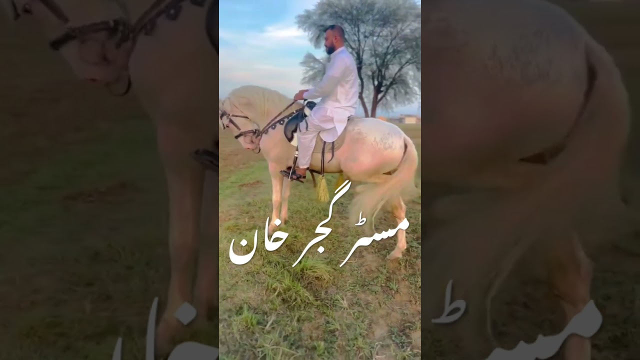Horse MR Gujjar Khan desi Nukra Horse of Pakistan #youtubeshorts #horse #horseshorts