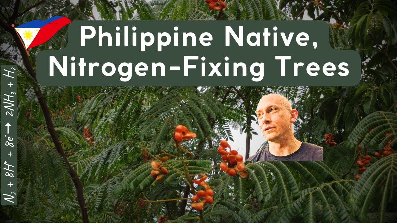 Philippine Native, Nitrogen-Fixing Trees (and some others) on the Farm   4K