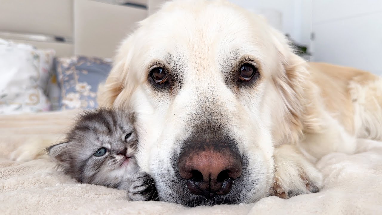 This Kitten Became the Softest Pillow for a Gentle Giant Dog 🐶💤🐱