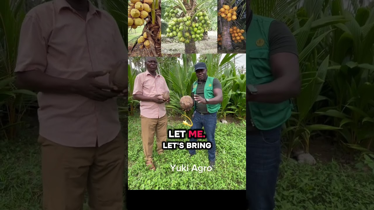 Best coconut seedlings in Nigeria for commercial planting and hybrid plants for farmers 