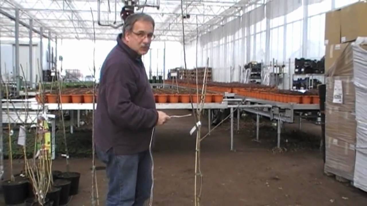 Pflanzschnitt bei Kirschen, Zwetschgen und Pflaumen