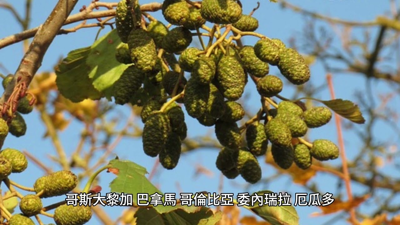 Alnus acuminata：一種白樺科落葉樹，發現於墨西哥中部至阿根廷的山地森林中