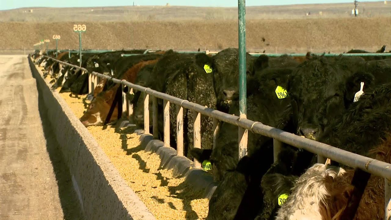 Angus VNR: Tours ramp up at Kuner Feedlot