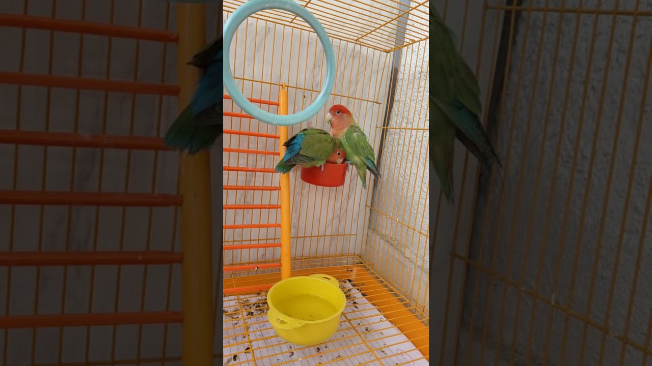 African Love Birds🐥 is live