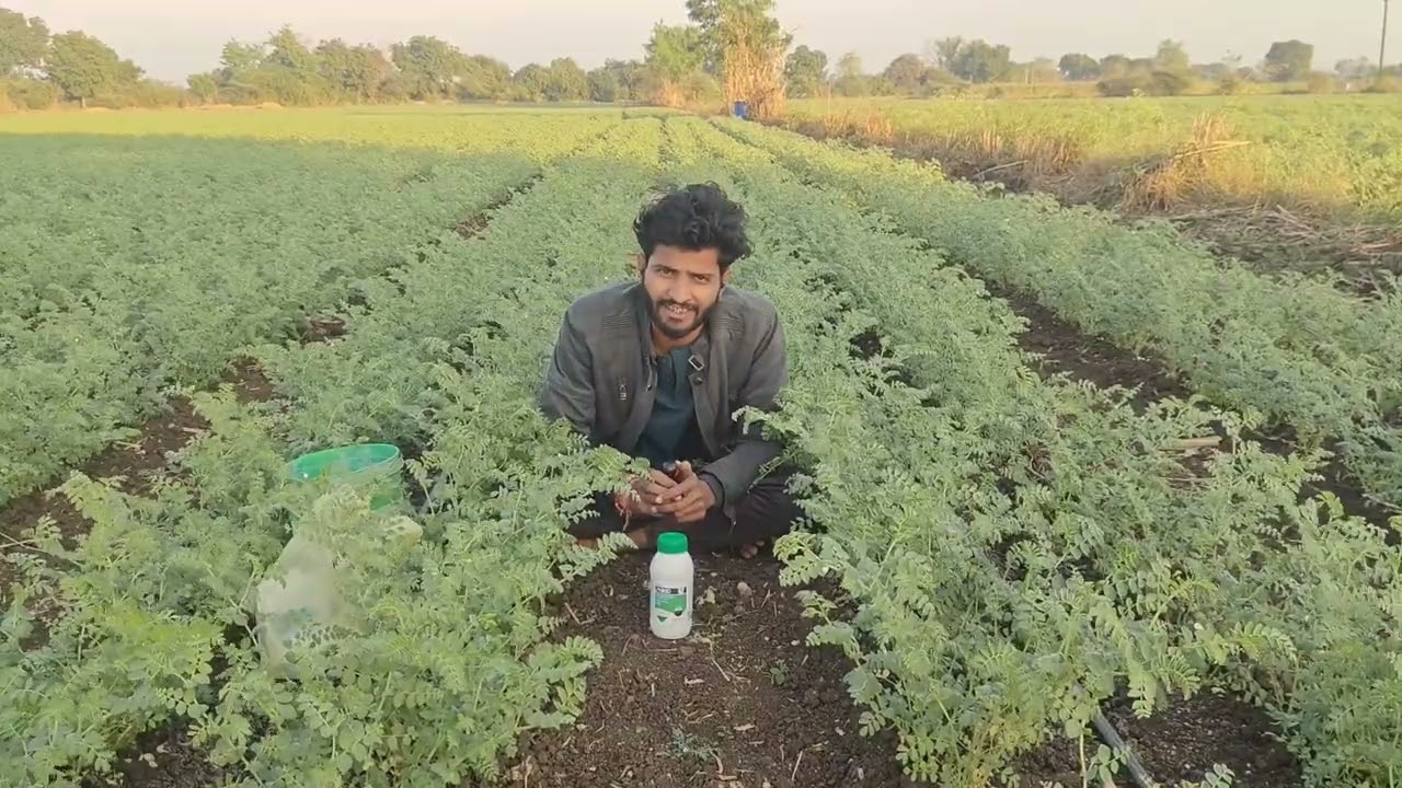 Kabuli Chana me Pod Setting & Growth Ke Liye Powerful Spray! Step by Step Guide