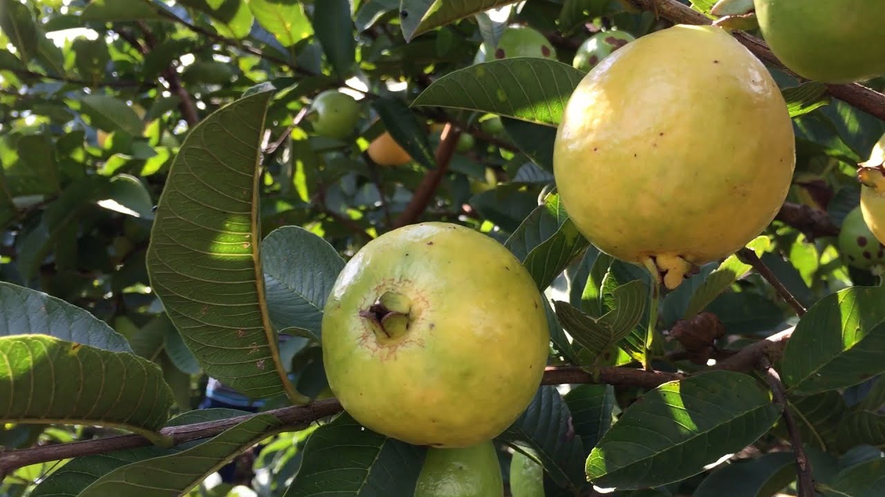 Guayaba criolla, cultivo tecnificado, Puente Nacional-Santander