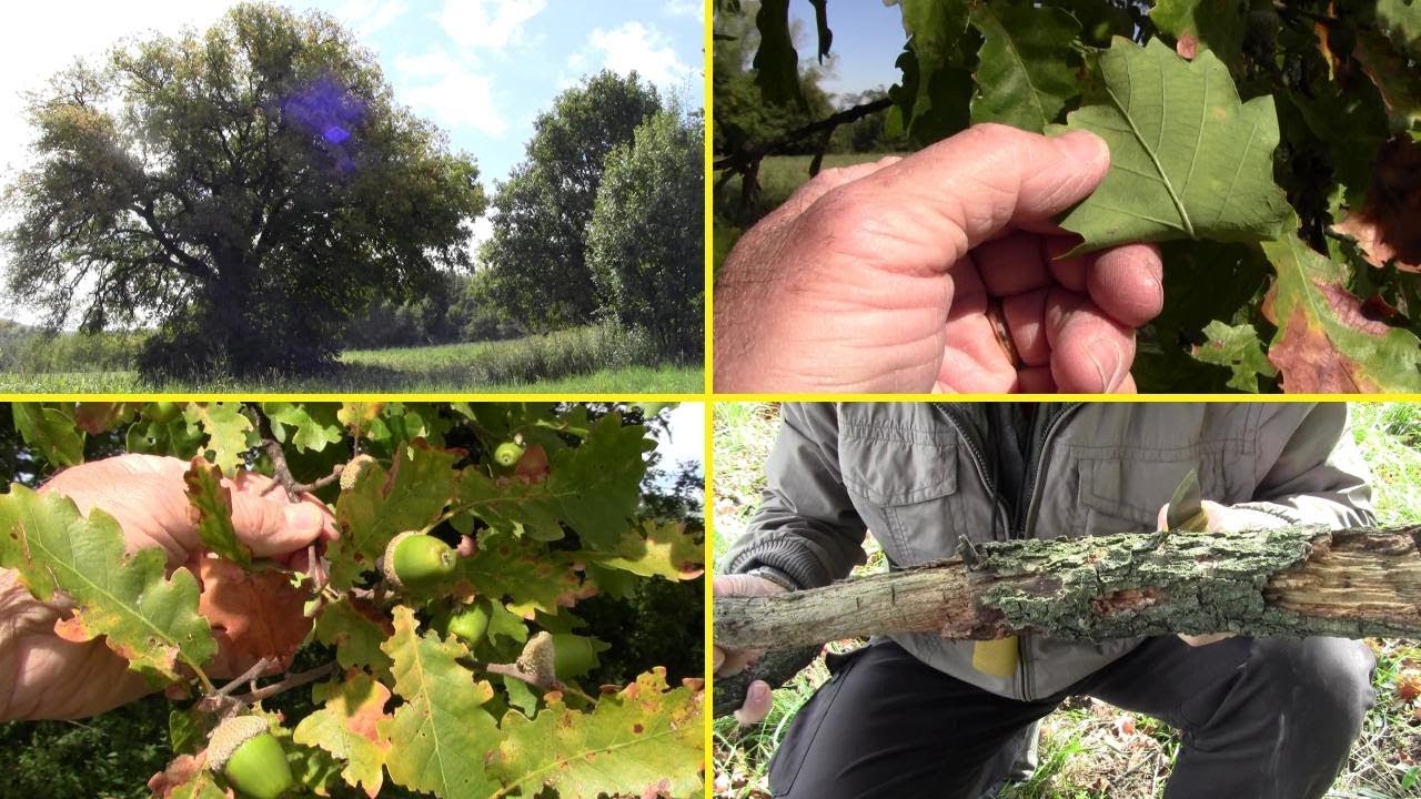 ROVERELLA (Downy oak) - Riconoscere gli alberi - Episodio 4