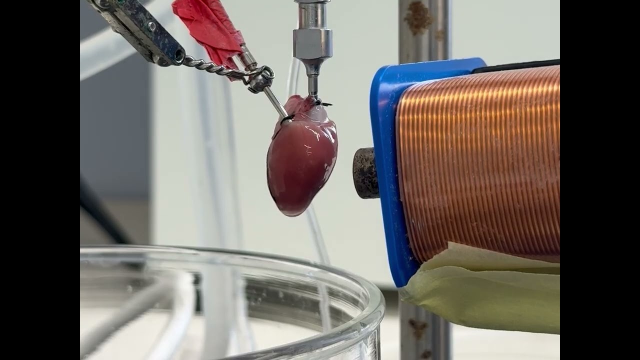 MEF induced pacing video