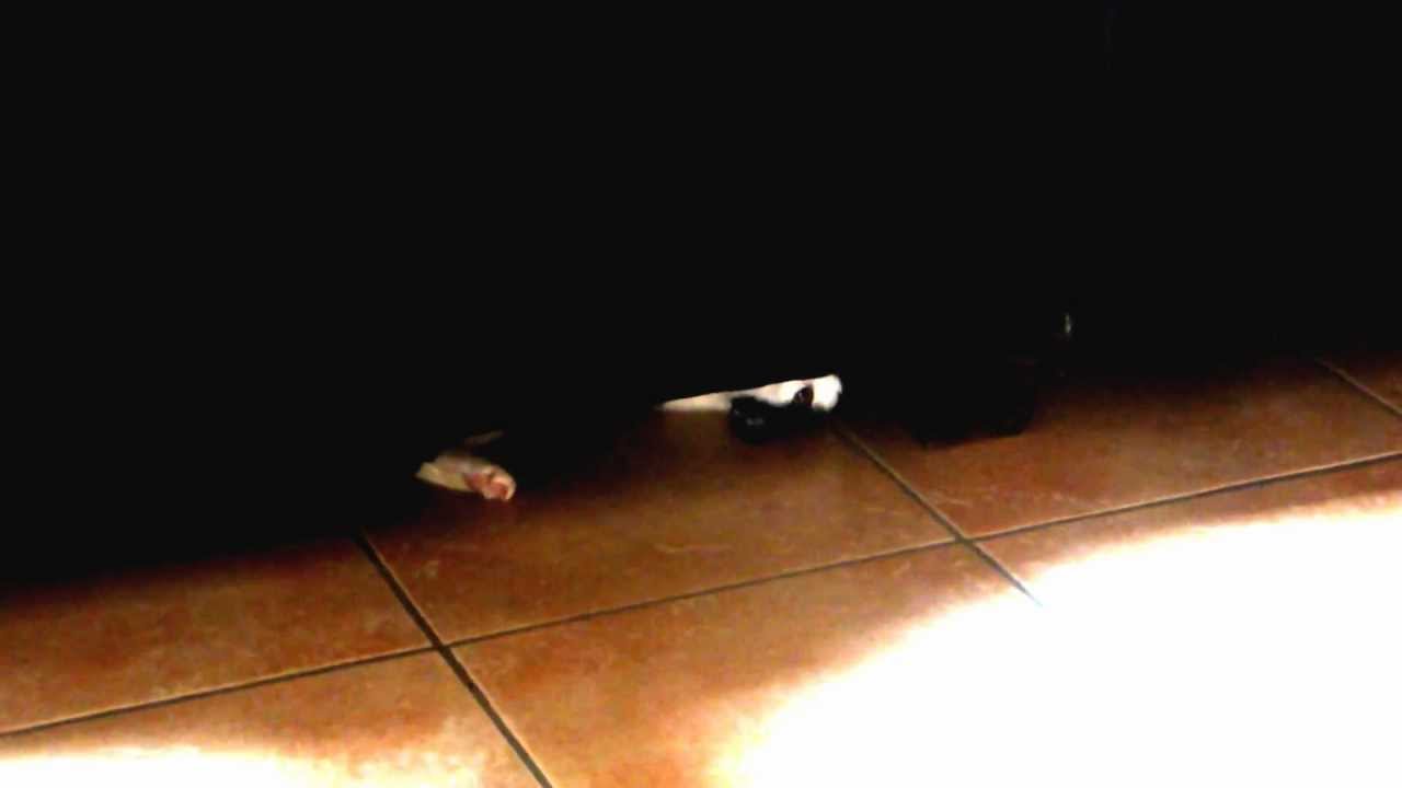 chat coquin se cache