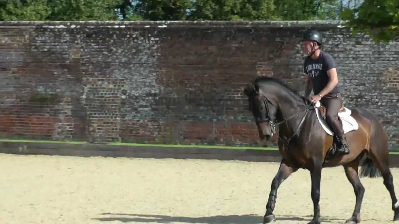 Bryony Holloway.. www.comphorses.net