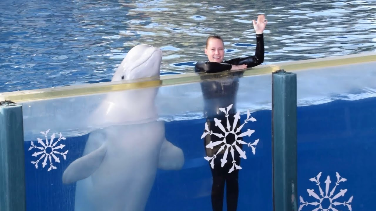 Ocean Discovery Full Show at SeaWorld San Antonio November 2, 2023 at 4:30 PM
