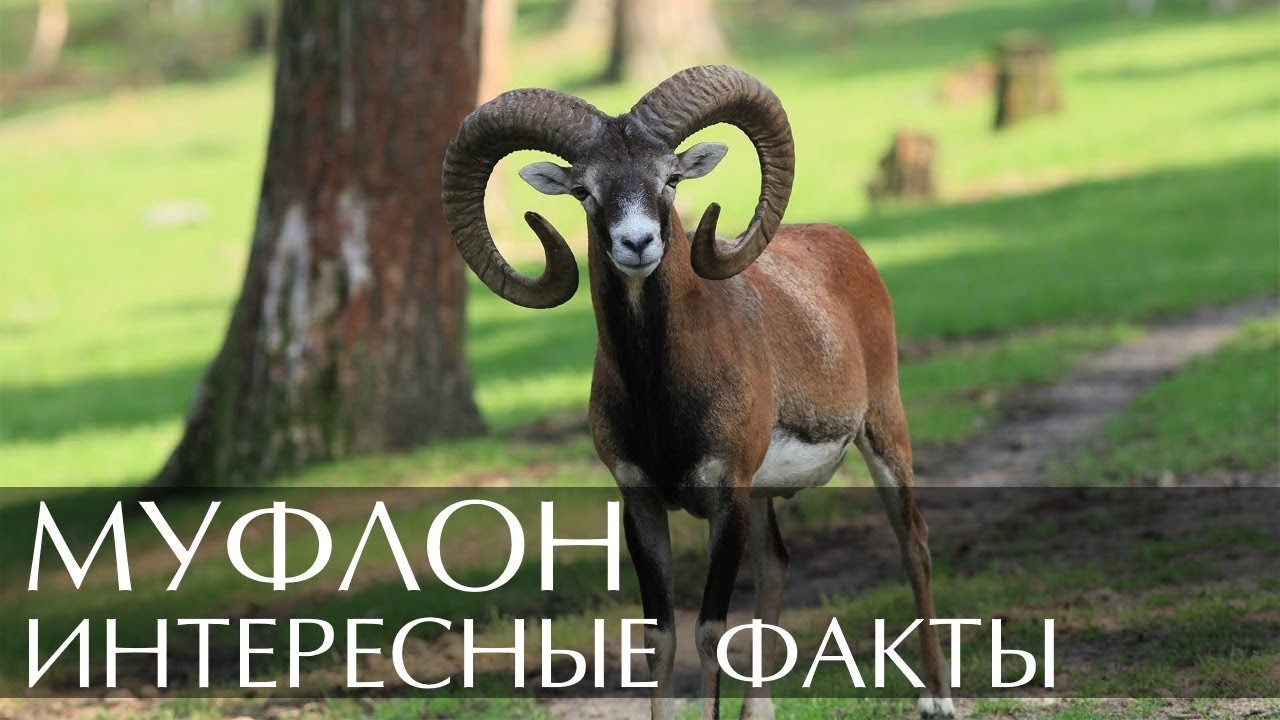Муфлон - интересные факты
