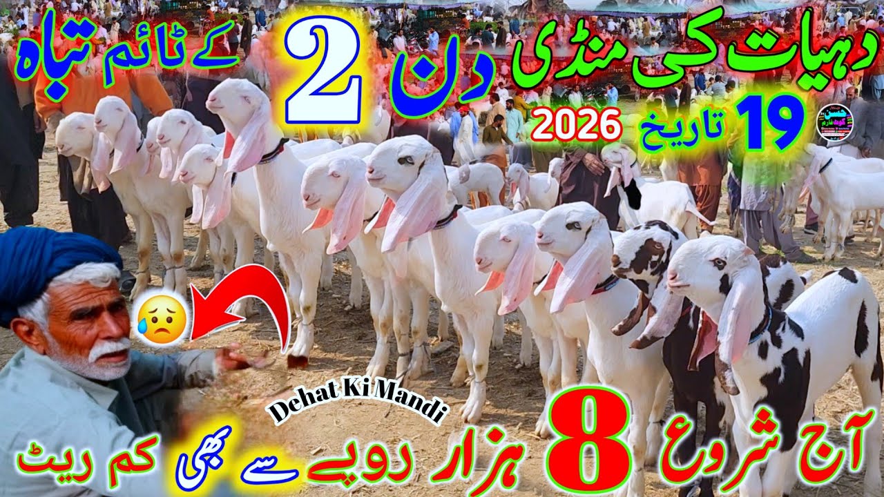 19 February 2026 dehat ki bakra mandi ke rate دن کے ٹائم ریٹ آدھے ہوگئے din time bakron ke rate 🙄