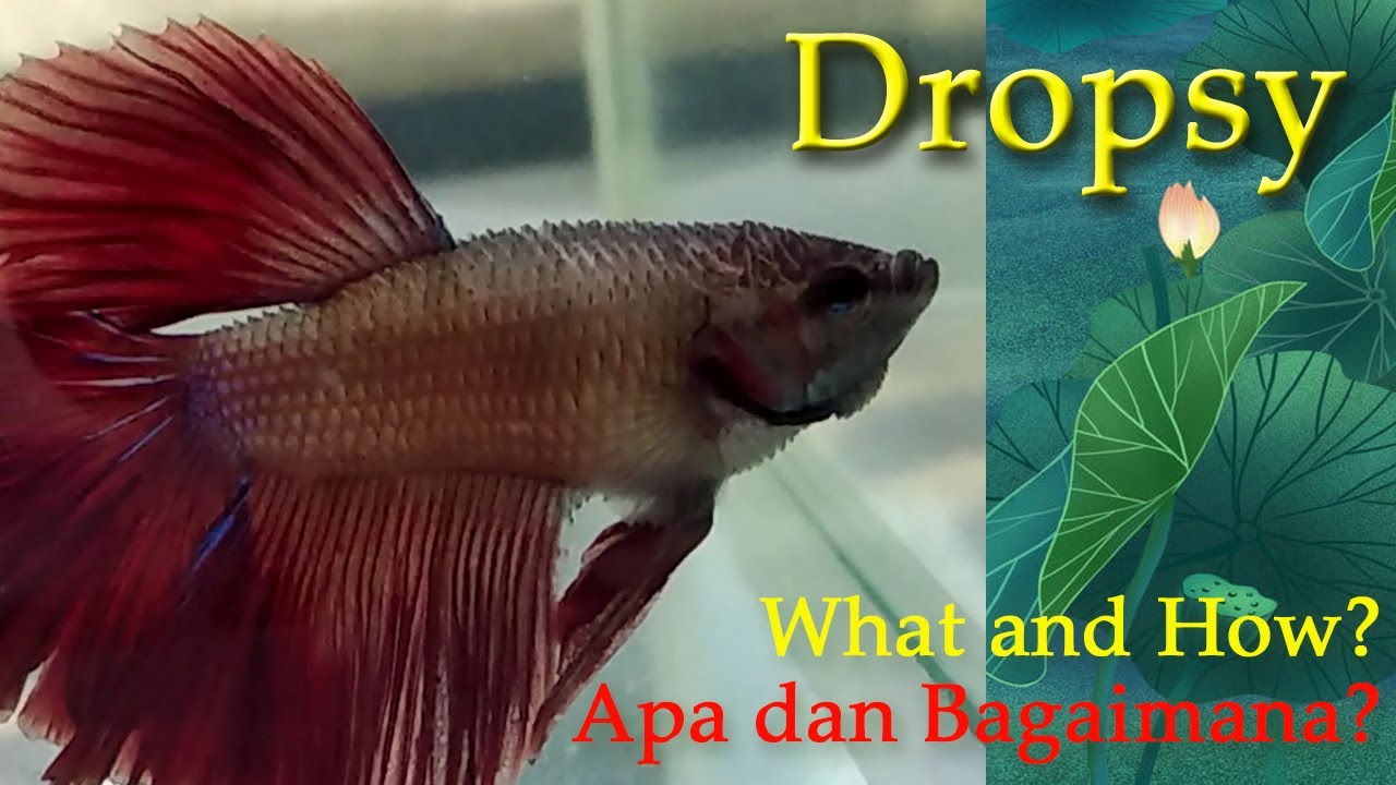 Dropsy. What and How?