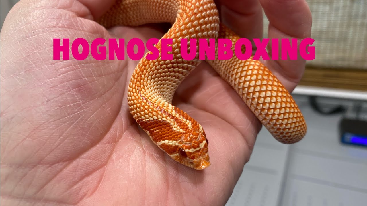 Unboxing Hognose Snakes from JMG Reptile