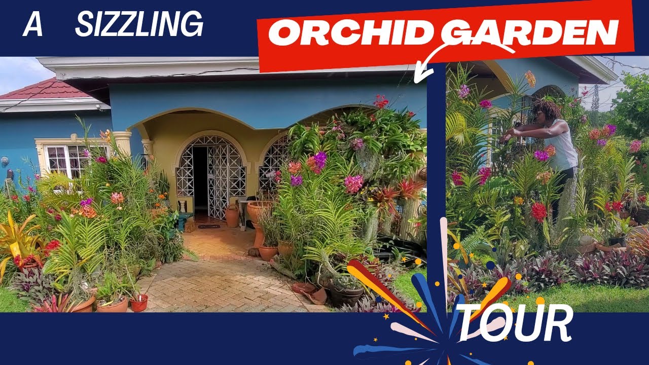 Orchid Garden Tour ||JAMAICA || Summer || Rain || Affects the Blooms||