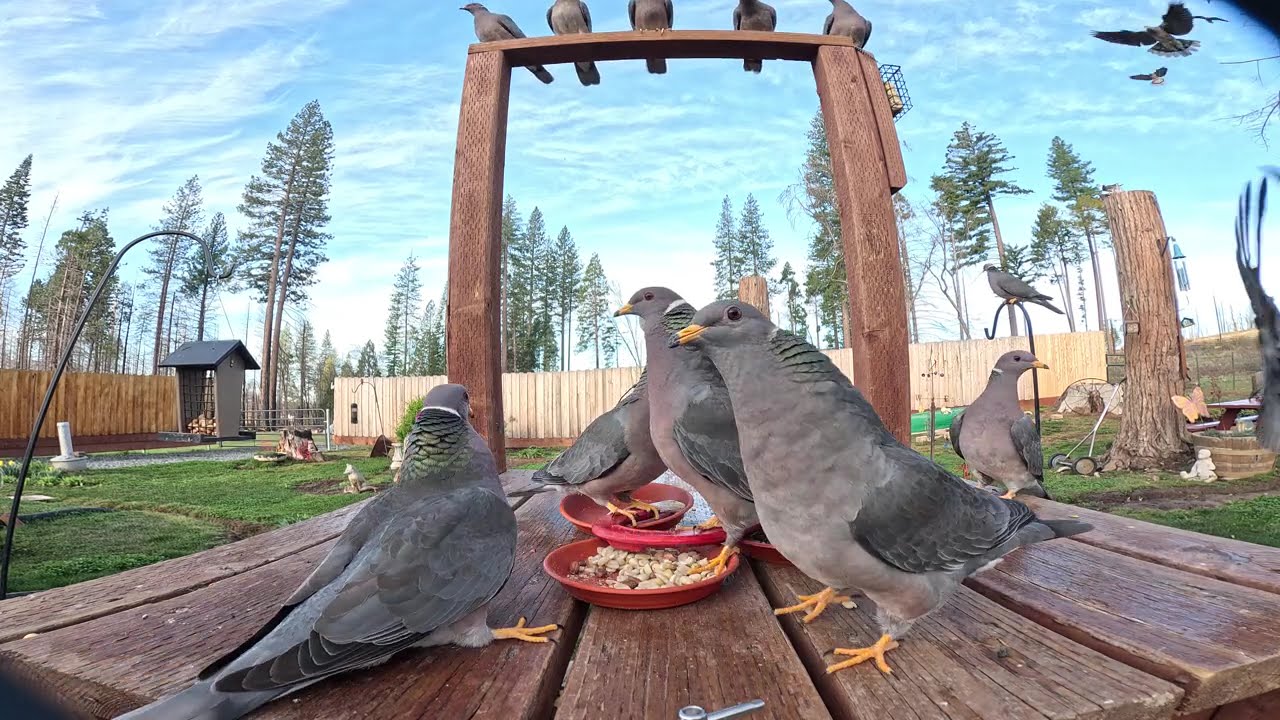 4k Feeder Cam - Bandtail Pigeons - Big Cascade