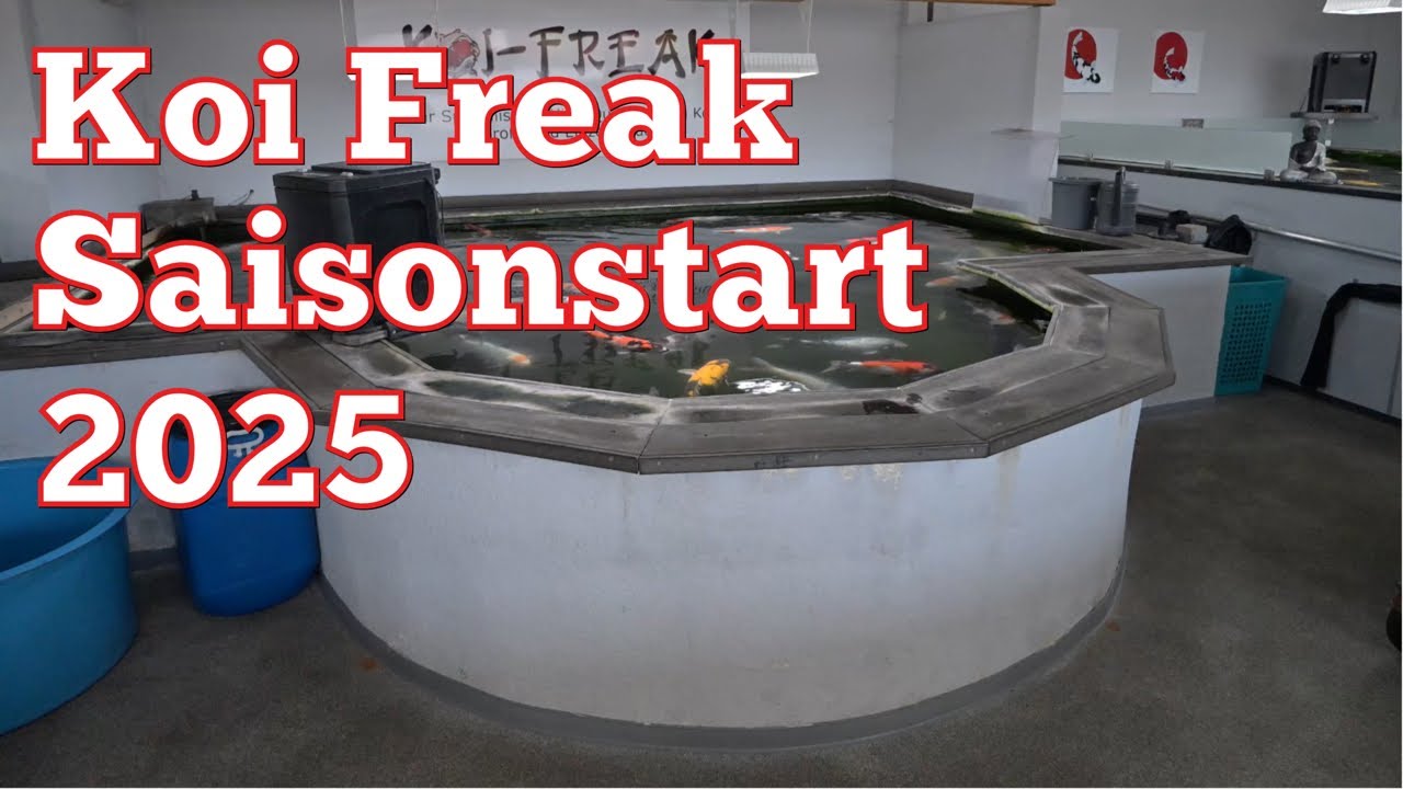 Koi Freak 2025! Saisonstart mit allen Neuigkeiten und Fischen für euch zusammengefasst!