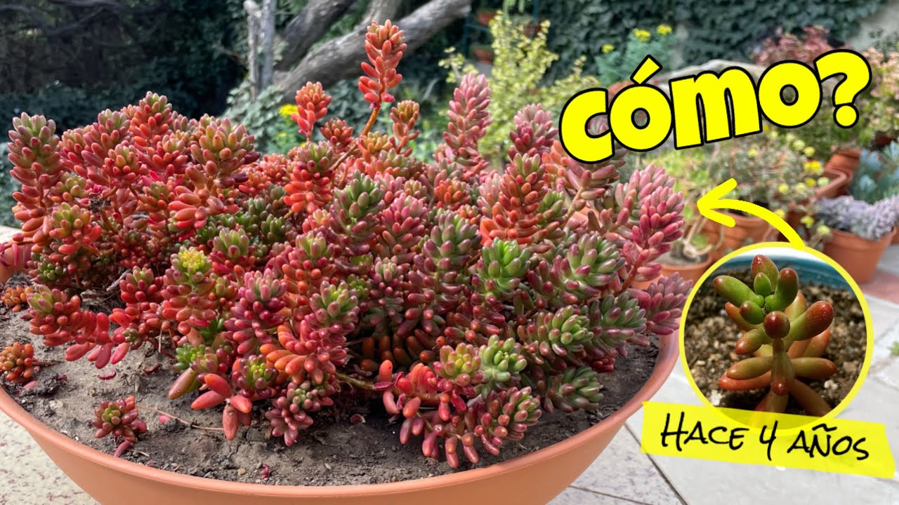 Como creció en 4 AÑOS el Sedum rubrotinctum + Cuidados + Aurora