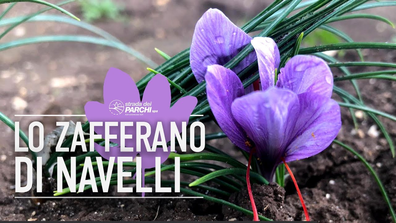 Zafferano di Navelli