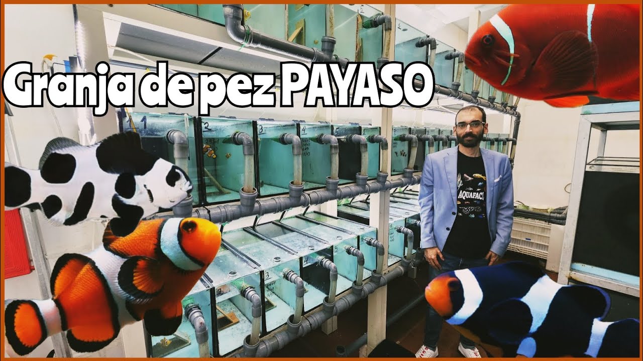 GRANJA DE PECES PAYASO | Amphiprion ocellaris