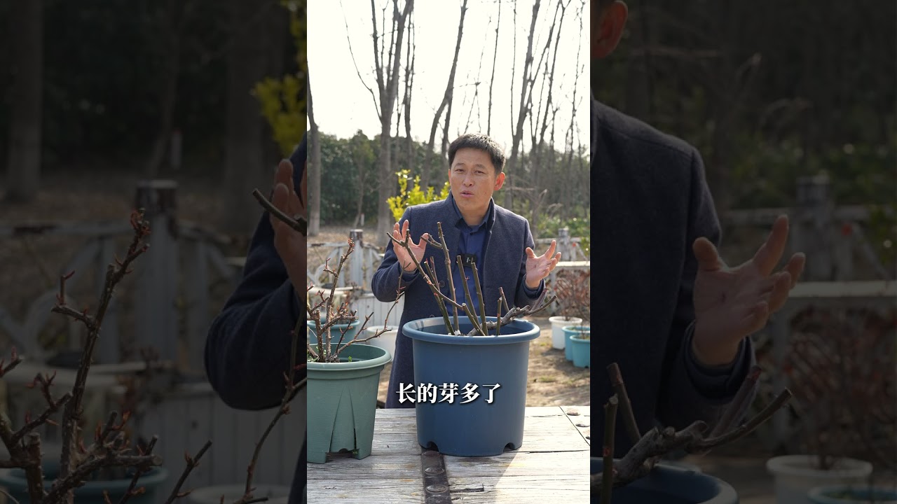 【天狼说月季】抹芽到底有什么，用搞清楚了再动手