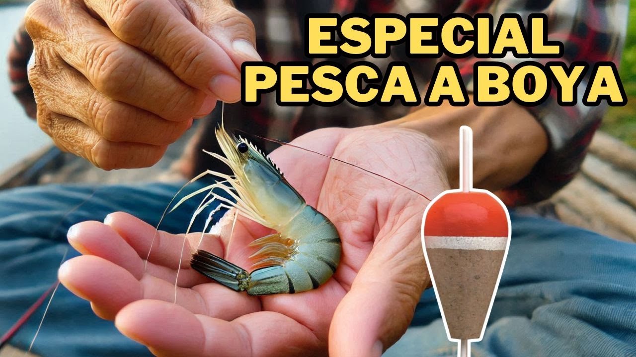 Anzuelar GAMBA Fácil y Rápido: Tutorial Paso a Paso ESPECIAL PESCA A BOYA