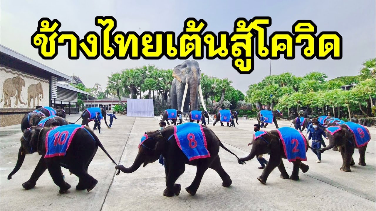 เต้นสุดฤทธิ์พิชิตโควิด-19 ช้างแสนรู้สวนนงนุชพัทยา